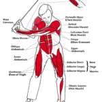 What Muscles Do Golf Work