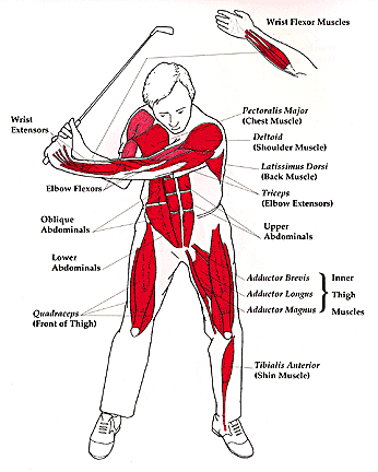 What Muscles Do Golf Work